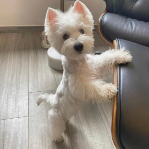 Cookie Female