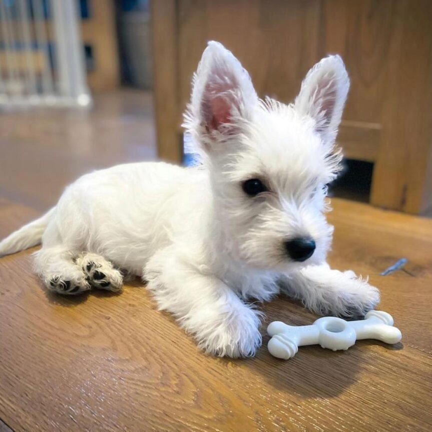 Charlie